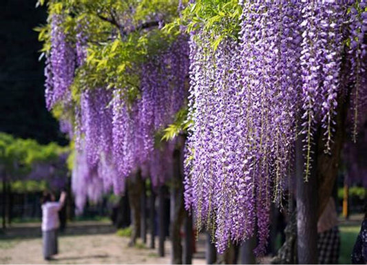 今日の誕生花